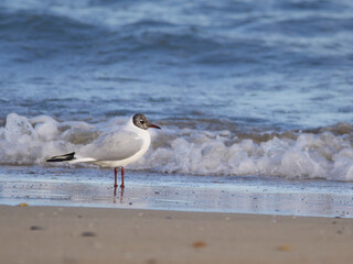 Gabbiani in riva al mare - Francavilla al Mare / Chieti