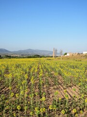 Fototapeta na wymiar sunflower field Castalla Alicante Spain
