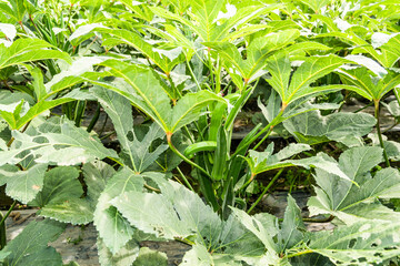 The okra fruit is in the fruiting stage, in the farmland of Pingtung, Taiwan. - obrazy, fototapety, plakaty