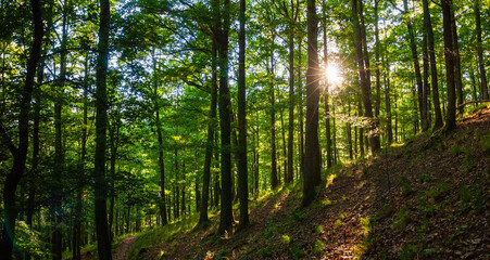 Fototapeta na wymiar Percé du soleil printanier dans la forêt vosgienne à proximité du Château de Bilstein, massif des Vosges, CEA, Alsace, Grand Est, France