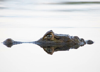 Alligator hunting with head mirrored in river water