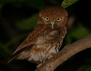 Angry owl in the dark forest