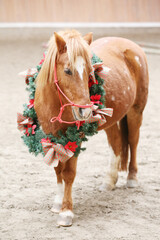 Unique picture of a saddle horse while wearing a beautiful wreath decoration as an emotional christmas background
