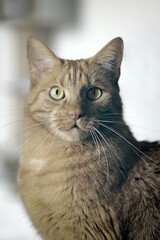Cute red cat looking curious to the camera. Horizontal image with selective focus.