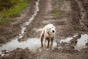 Two Labrador dogs run across a green field and play in a puddle