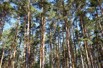 Fototapete bei efototapeten.de bestellen   