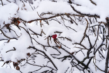 The red berry of the rosehip through the snow cover. The ripe fruit, branches, and spikes of the medicinal briar plant under a thick layer of white snow on a December winter day, closeup 