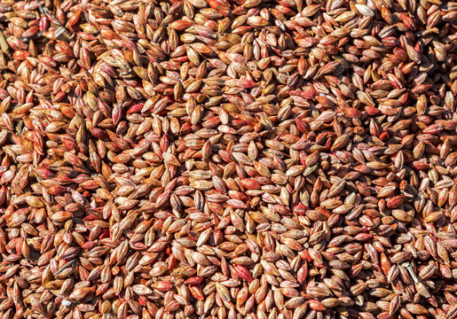 Close-up of treated barley seed; Beiseker, Alberta, Canada