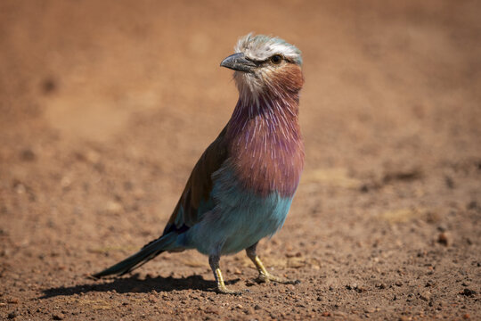 Lilac-breasted roller (Coracias caudatus) standing on dirt in sunshine, Maasai Mara National Reserve; Kenya