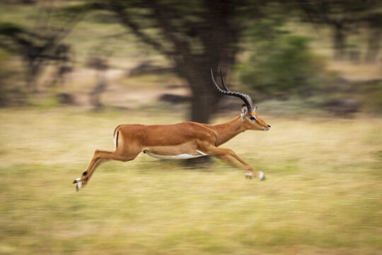 Slow pan of male impala (Aepyceros melampus) running fast, Maasai Mara National Reserve; Kenya