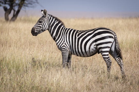 Plains zebra (Equus quagga burchellii) stands in grass near tree, Maasai Mara National Reserve; Kenya