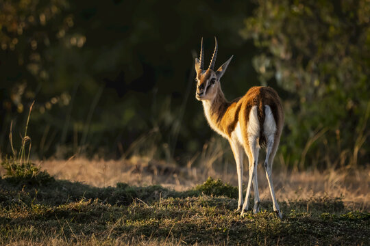Thomson's gazelle (Eudorcas thomsonii) stands in savannah looking back, Maasai Mara National Reserve; Kenya
