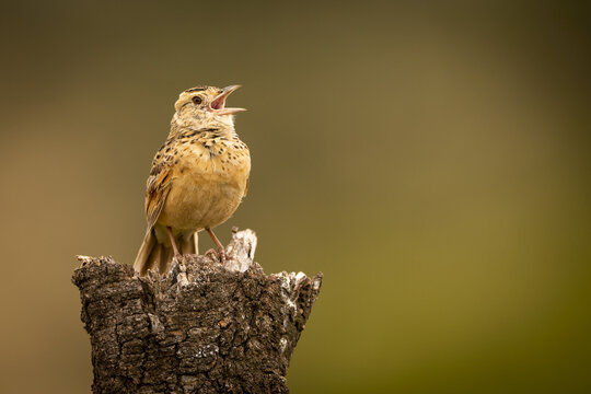 Zitting cisticola (Cisticola juncidis) singing on dead tree stump, Maasai Mara National Reserve; Kenya