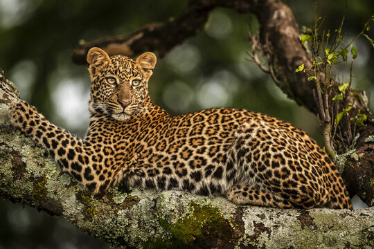 Close-up of leopard (Panthera pardus) lying on lichen-covered branch looking back, Maasai Mara National Reserve; Kenya