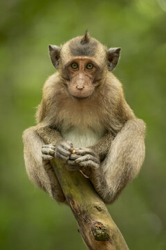 Baby long-tailed macaque (Macaca fascicularis) on stump facing camera; Can Gio, Ho Chi Minh, Vietnam
