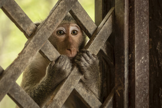 Close-up of long-tailed macaque clutching wooden trellis; Can Gio, Ho Chi Minh, Vietnam