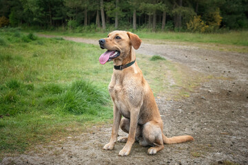 Fox Red Labrador sitting and posing in the forest