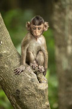 Baby long-tailed macaque (Macaca fascicularis) in a tree facing the camera; Can Gio, Ho Chi Minh, Vietnam