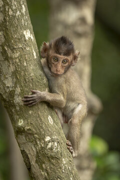 Baby long-tailed macaque (Macaca fascicularis) in a tree facing the camera; Can Gio, Ho Chi Minh, Vietnam