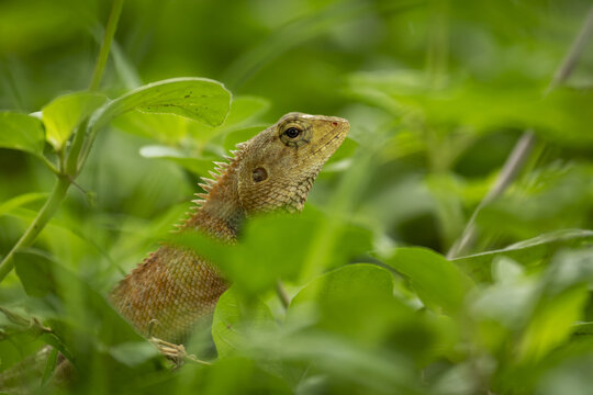 Close-up of oriental garden lizard (Calotes versicolor) in leaves; Phnom Penh, Phnom Penh, Cambodia
