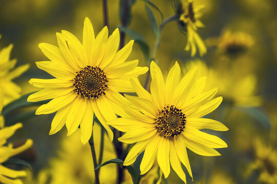 Close up of two sunflowers in a field of sunflowers; Erickson, Manitoba, Canada