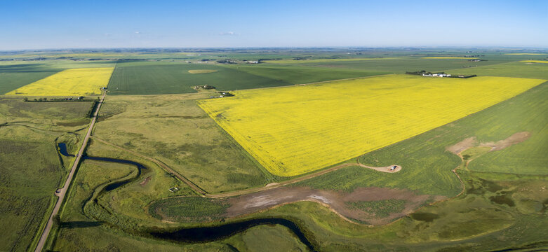 Aerial view of a few flowering canola fields surrounded by green grain fields and a windy creek in the foreground with blue sky; Beiseker, Alberta, Canada
