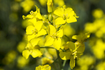 Close-up of a flowering canola plant; Beiseker, Alberta, Canada
