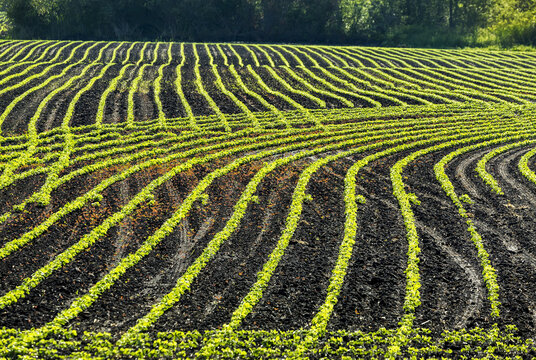 Rows of young soybean plants in a rolling field glowing with the light of early morning sun; Vineland, Ontario, Canada
