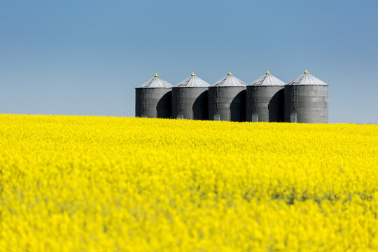 Large metal grain bins in a row in a flowering canola field with blue sky; Beiseker, Alberta, Canada