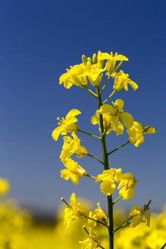 Close-up of a flowering canola plant with blue sky; Beiseker, Alberta, Canada