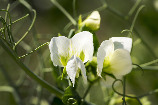 Close-up of pea blossoms; Beiseker, Alberta, Canada