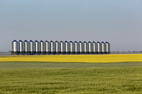 Large metal grain bins in a row in a flowering canola field and a green grain field in the foreground with blue sky; Mossleigh, Alberta, Canada
