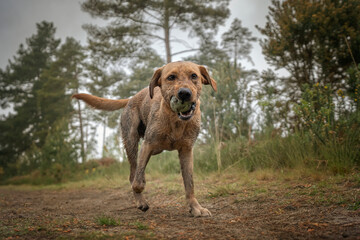 Fox Red Labrador running covered in mud with his ball in the forest