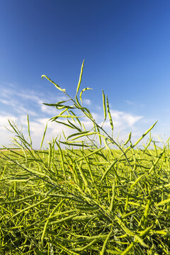 Close-up of green canola pods in a field with blue sky and clouds in the background, North of Calgary; Alberta, Canada