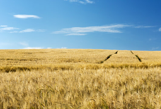Golden barley field with blue sky, West of Airdrie; Alberta, Canada