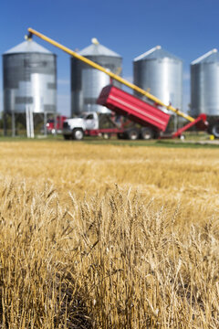 Close-up of golden wheat in a field with grain truck and auger filling large metal grain bins in the background; Acme, Alberta, Canada