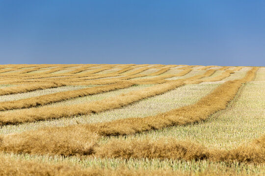 Ripe golden canola cut in a rolling field with harvest lines, stubble and blue sky; Beiseker, Alberta, Canada