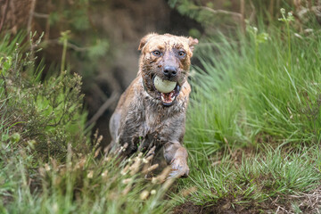 Fox Red Labrador running from a mud pool in the forest