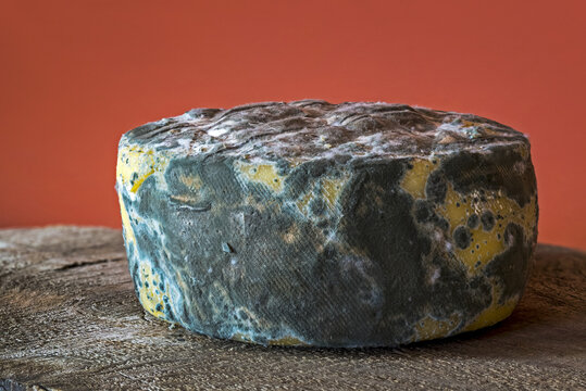 A small round of cheese with mould around it's crust on a wooden piece of wood
