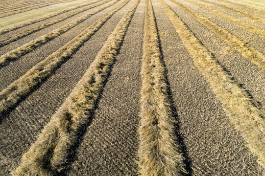 A graphic view of lines of cut canola in a field, West of Beiseker; Alberta, Canada
