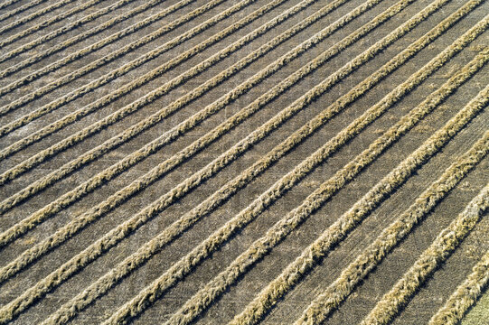 A graphic view of lines of cut canola in a field, West of Beiseker; Alberta, Canada