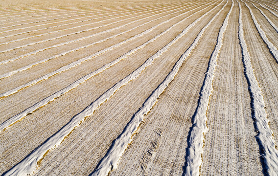Snow-covered harvest lines in a cut field , West of Calgary; Alberta, Canada