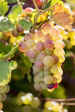 Close-up of a cluster of multi coloured white grapes hanging from a vine with colourful leaves, South of Trier; Germany