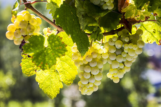 Close-up of a clusters of white grapes hanging from a vine, South of Trier; Germany