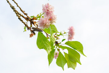 cherry blossom on a branch