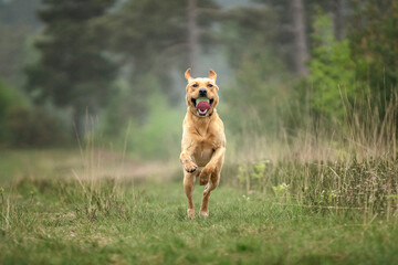 Fox Red Labrador playing in the forest with his ball