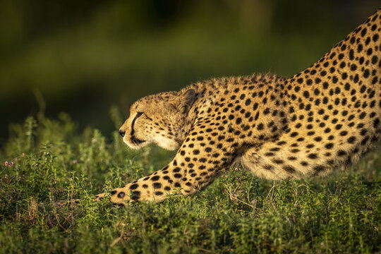 Close-up of cheetah (Acinonyx jubatus) stretching in golden light, Serengeti National Park; Tanzania