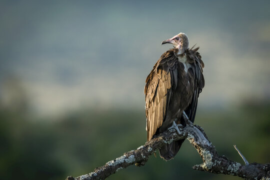 Hooded vulture (Necrosyrtes monachus) on dead tree facing left, Serengeti National Park; Tanzania