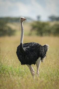 Common ostrich (Struthio camelus) stands in grass opening mouth, Serengeti National Park; Tanzania