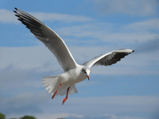 seagull in flight